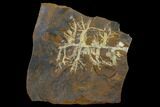 Paleocene Fossil Fruit (Palaeocarpinus) - North Dakota #156283-1